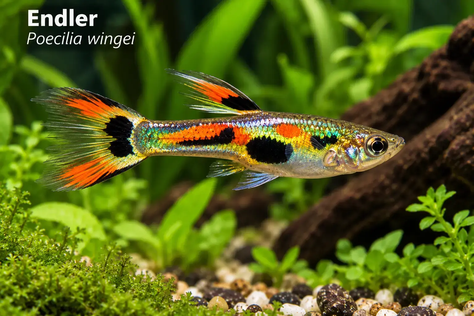 Endler