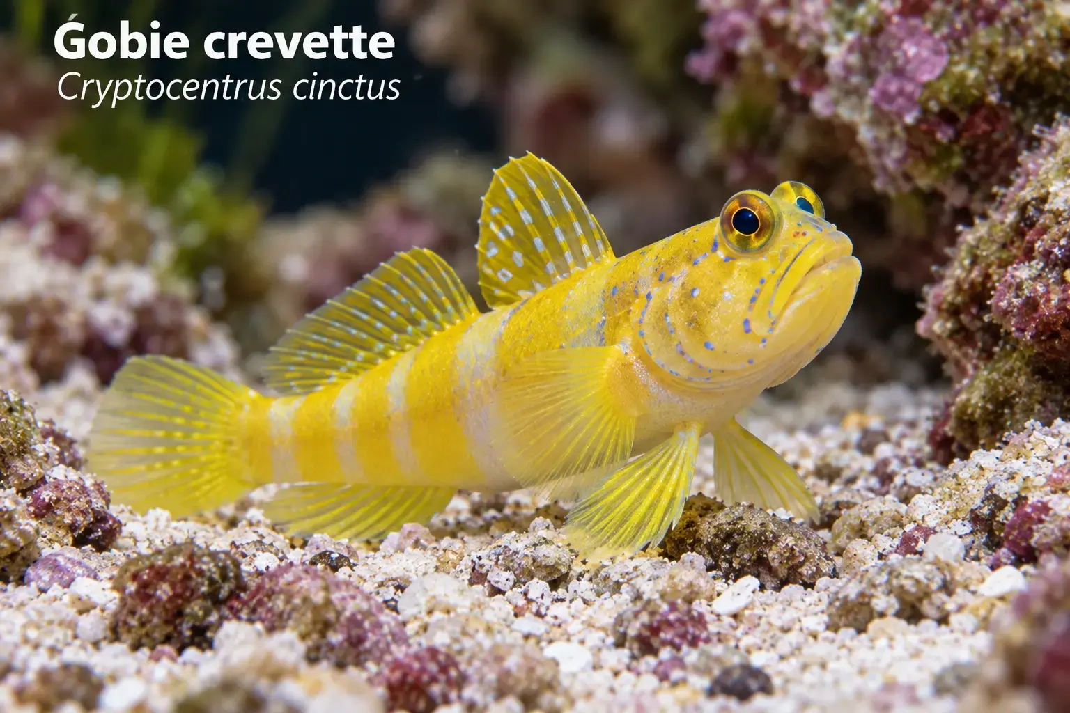 Gobie crevette