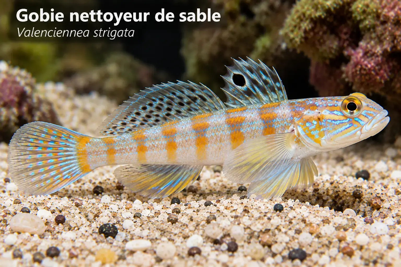 Gobie nettoyeur de sable
