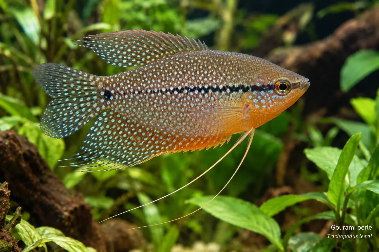 Gourami perlé