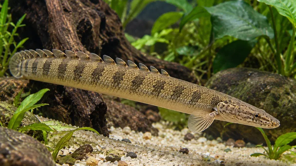 Poisson-roseau