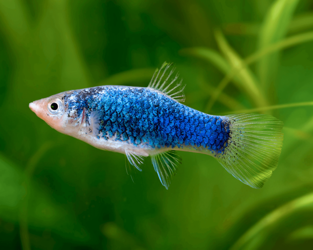 Platy tuxedo bleu