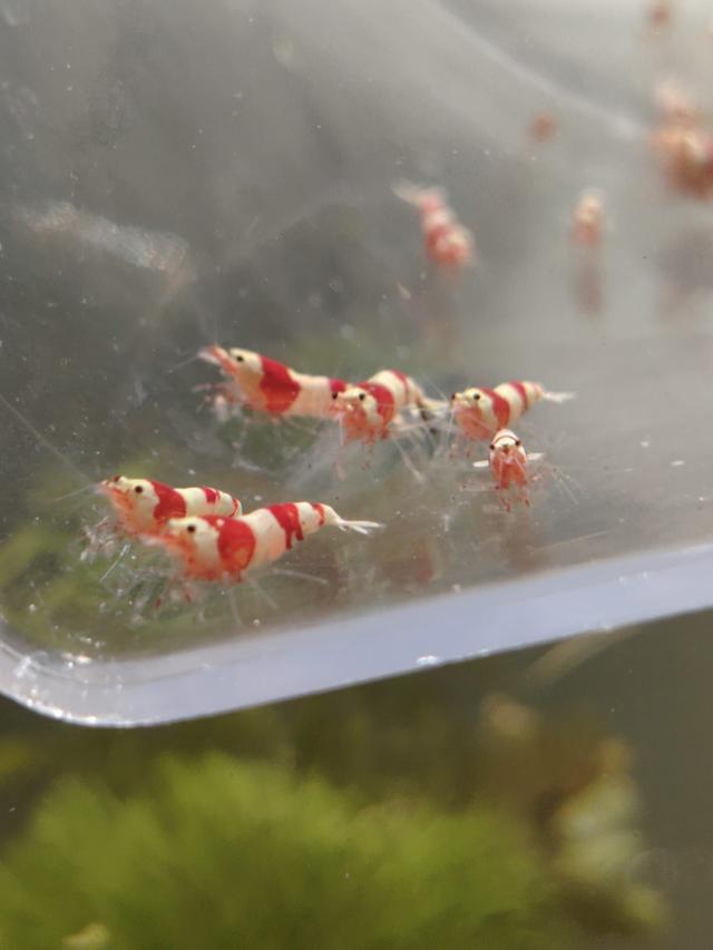 Crevettes caridina crystal red