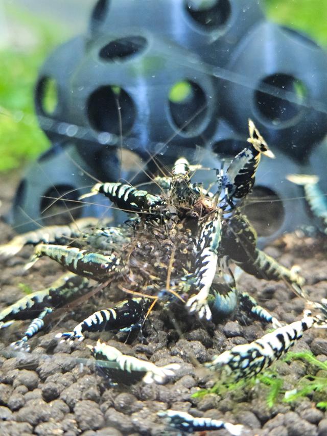 Crevettes caridina galaxy black