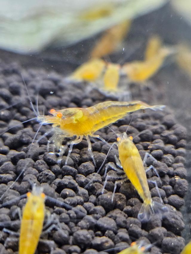 Crevettes Caridina yellow king kong orange eyes