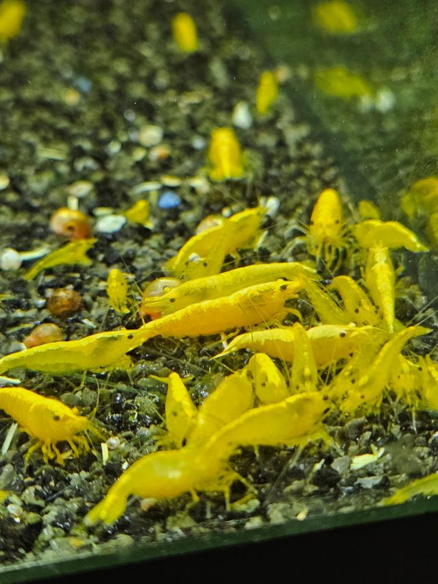 Crevettes Neocaridina yellow neon