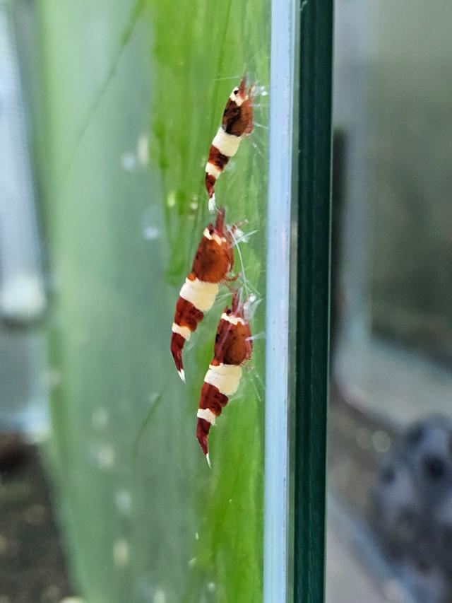 Crevettes caridina red wine