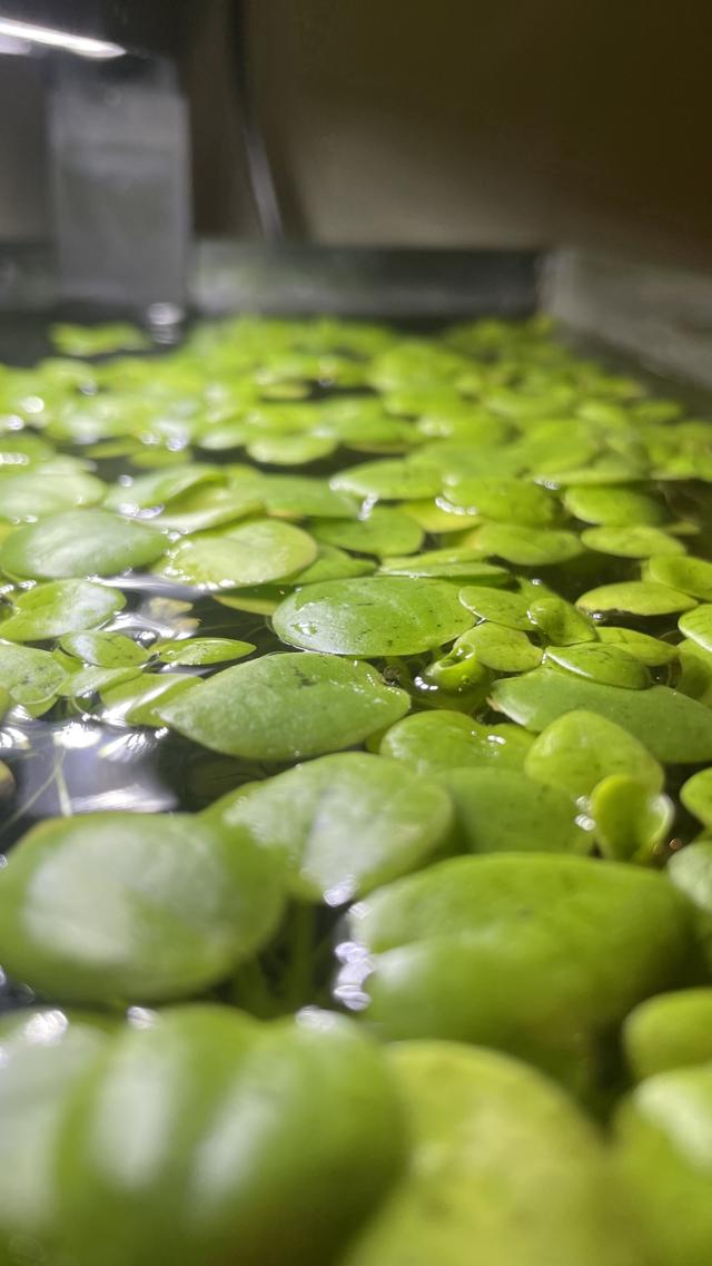 Plante flottante "Limnobium laevigatum"