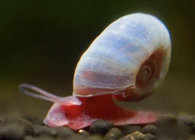 planorbe bleu