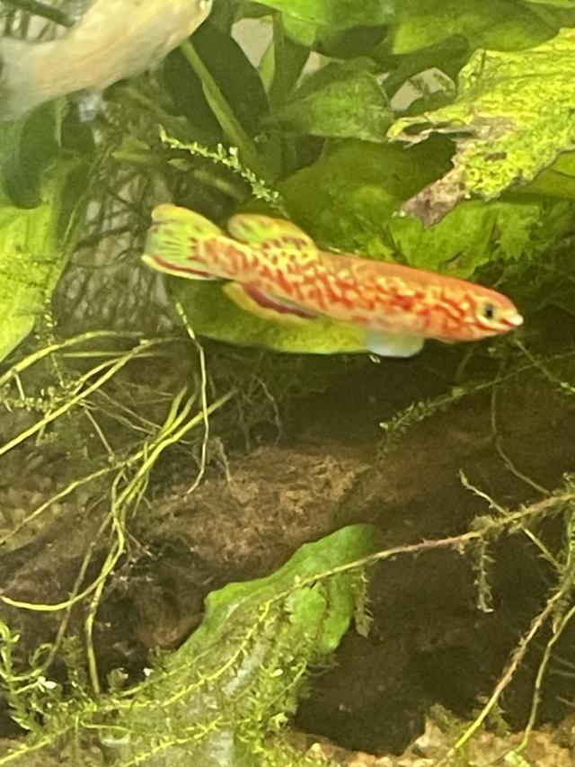 Fundulopanchax gardneri dore