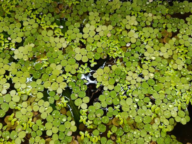 Lentilles d'eau