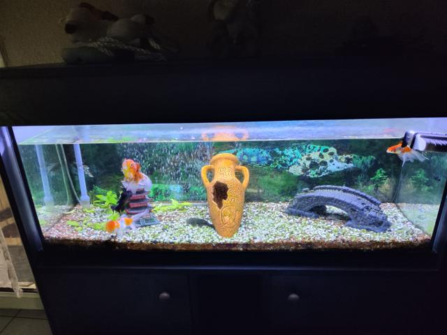 Aquarium 120l
