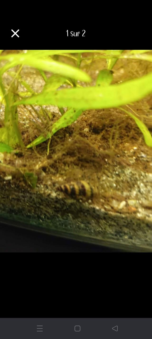 Escargots helena