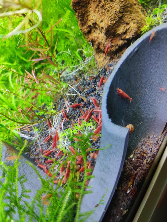 Neocaridina red cherry