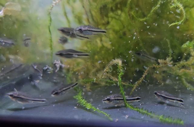 Lots de 10 Corydoras Pygmaeus