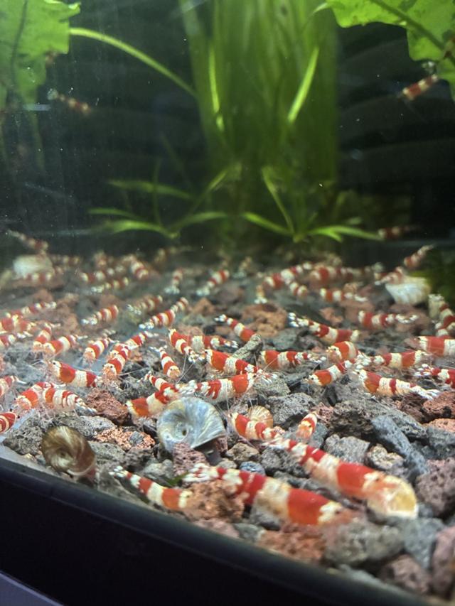 Crevettes Caridina Red Crystal