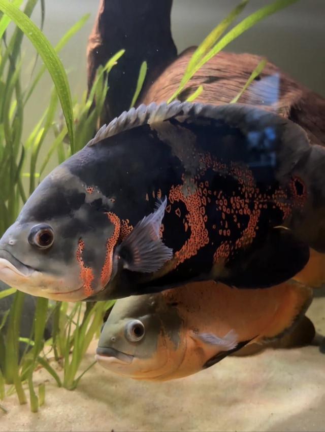 Oscar à Montpellier
