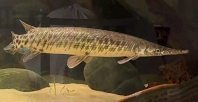 LEPISOSTEUS OCULATUS