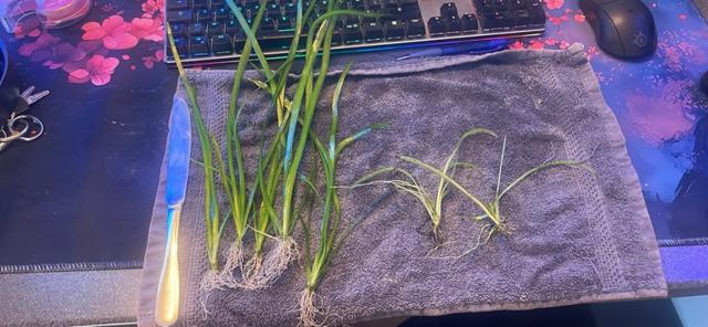 Vallisneria - 1 € le plant