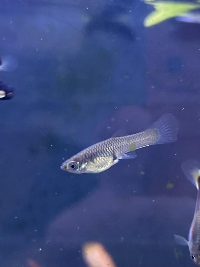 Femelles guppy Endler