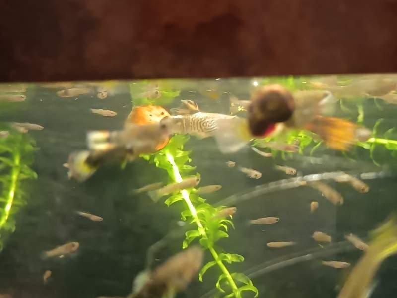 Jeunes guppys