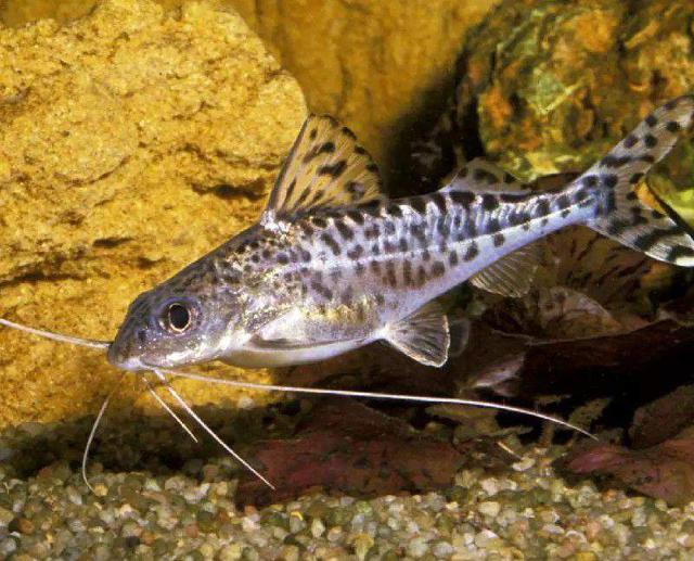 Poisson chat