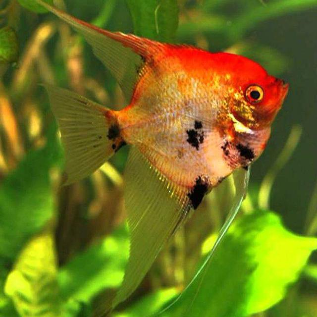 Scalaire koi mâle