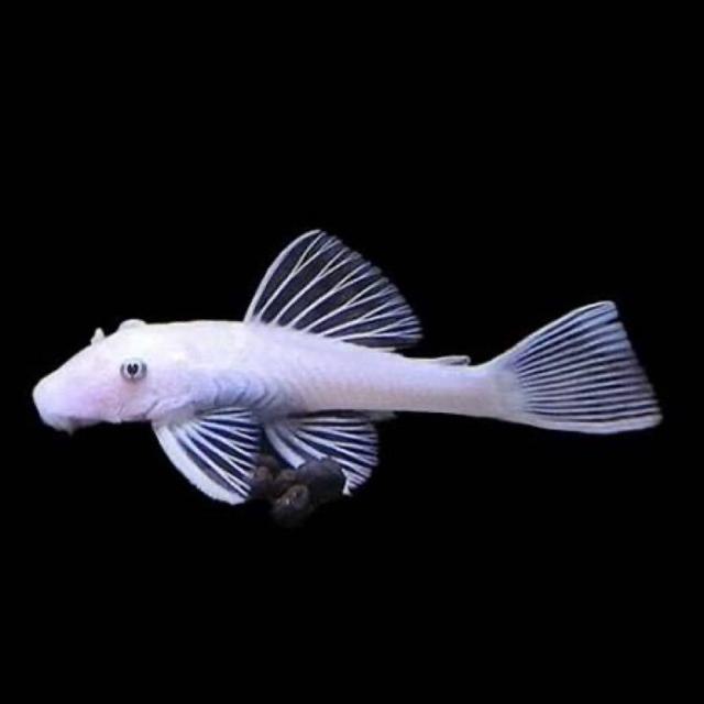 Ancistrus snow White