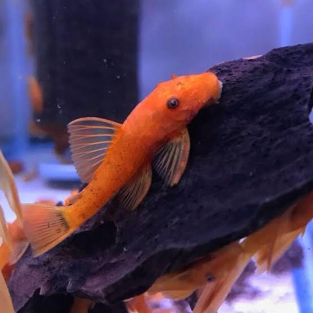 Ancistrus sp red