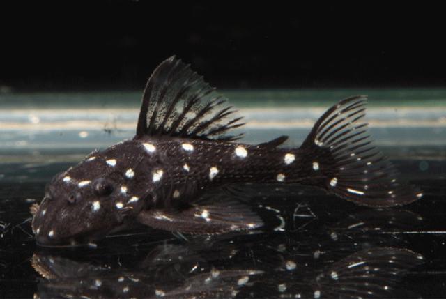 Micracanthicus l280