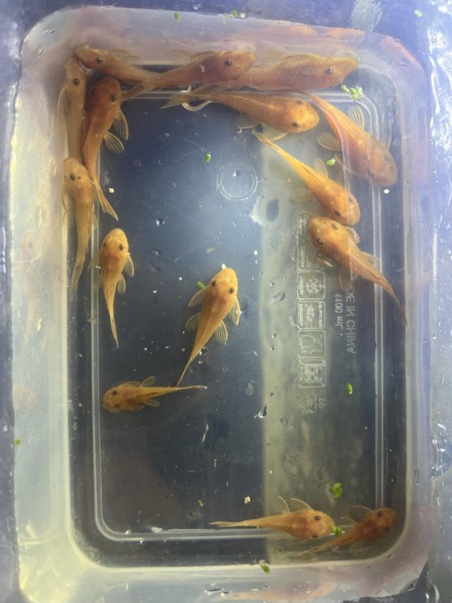 Ancistrus sp red