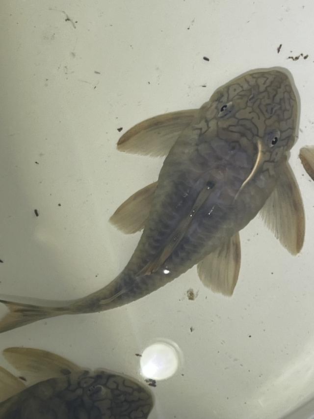 Peckoltia braueri à Amiens