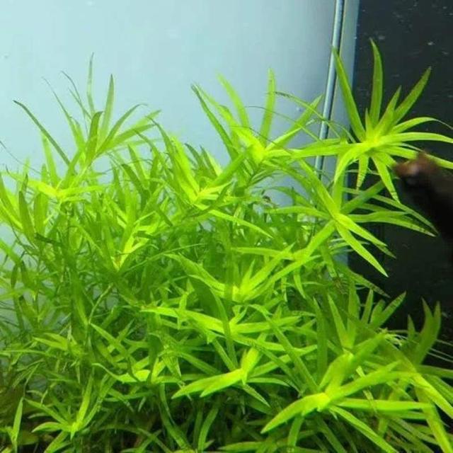 Plantes