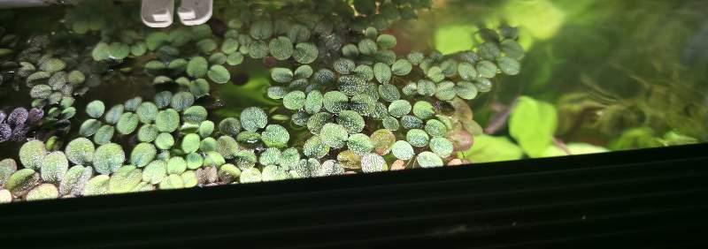 Salvinia natans