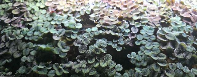 Salvinia natans