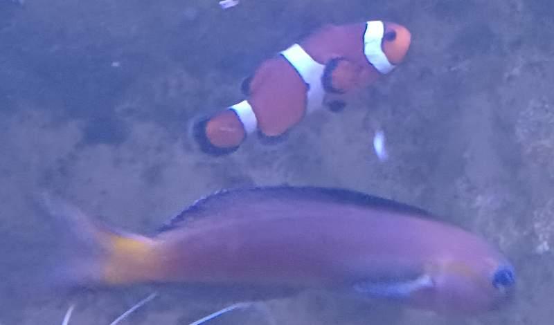 Poissons, coraux mous, crevettes