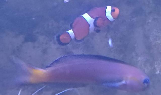 Poissons, coraux mous, crevettes