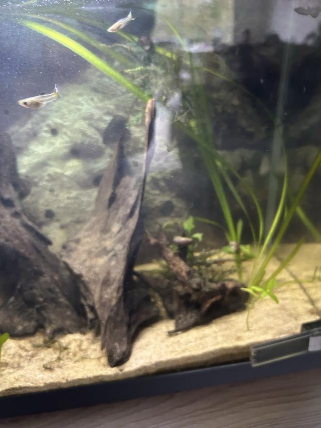 Guppy endler