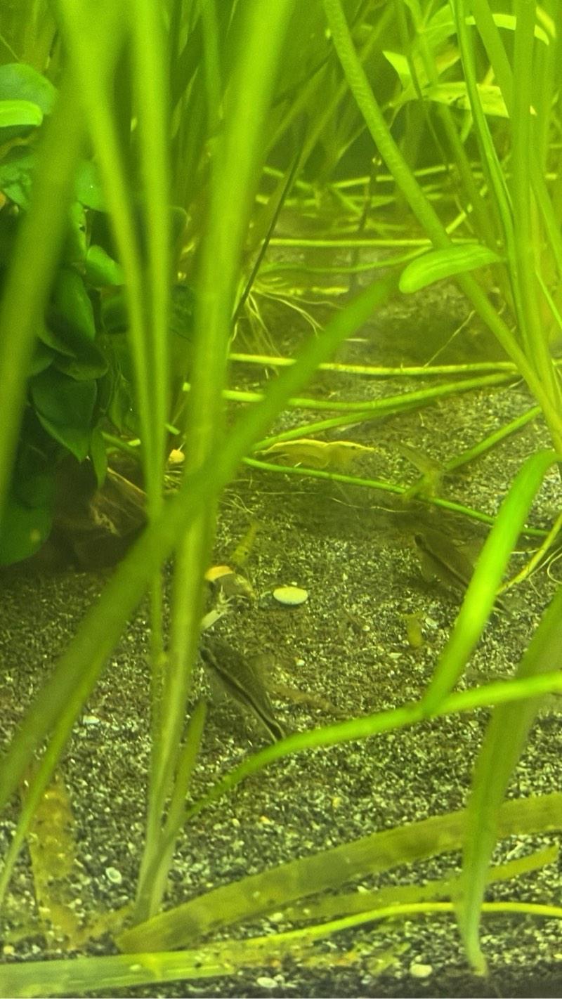 Crevettes déclassées