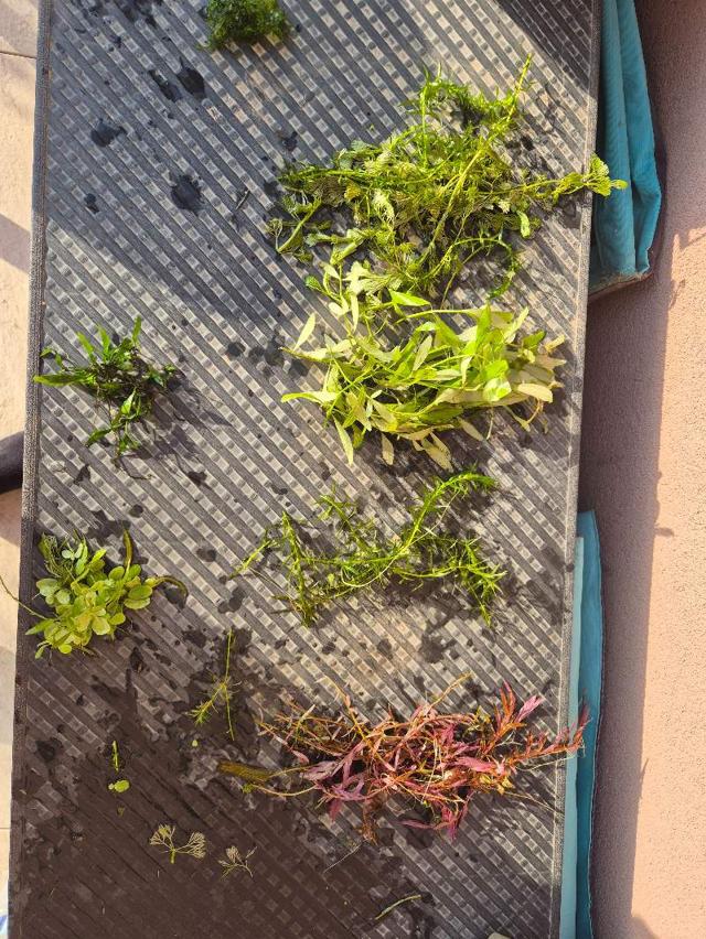 Lot 50 plantes aquarium