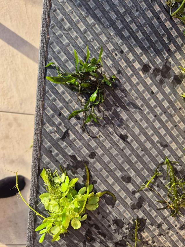 Lot 50 plantes aquarium