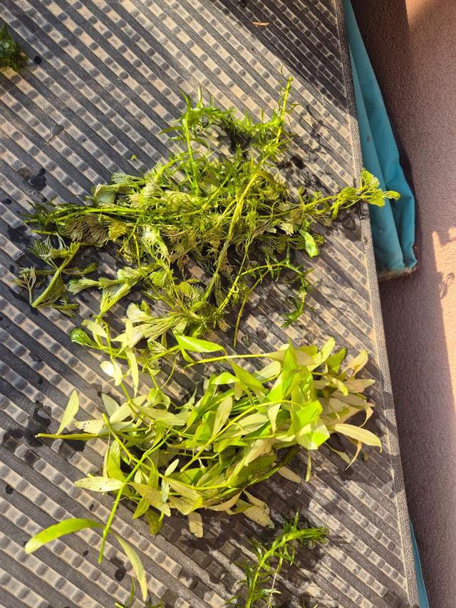 Lot 50 plantes aquarium