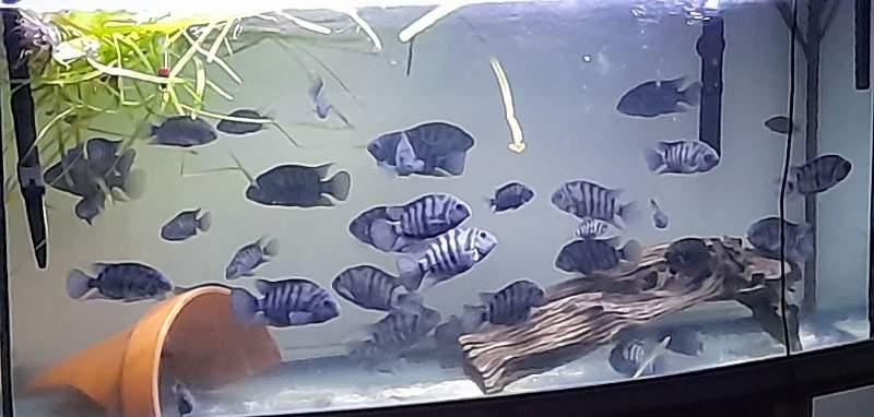Cichlides americains