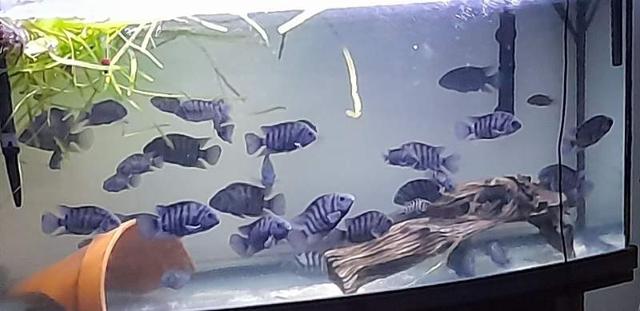 Cichlides americains