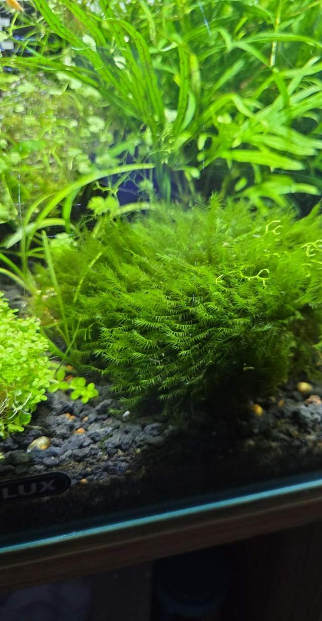 Fissidens