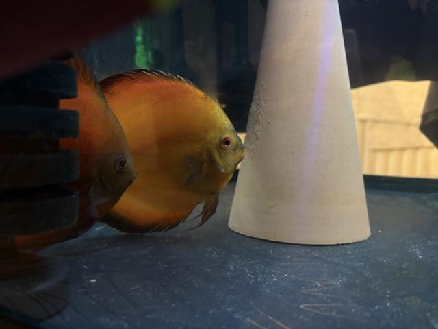 Couple Discus 18-19 cm