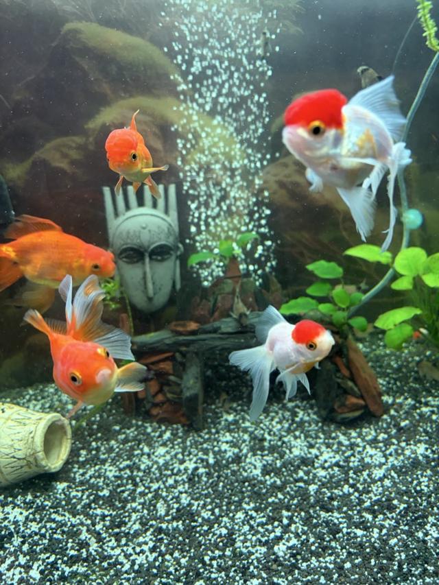 Poisson Japonais