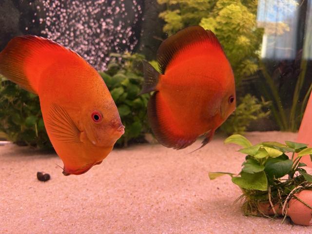 Couple discus 17-19cm Confirme.