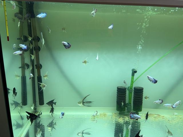 Plusieur jeune Betta Halfmoon,Scalaire