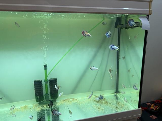 Plusieur jeune Betta Halfmoon,Scalaire